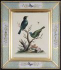 George Edwards: c18th engravings of birds in decalcomania frames