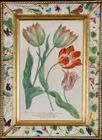 Johann Weinmann: c18th engravings of tulips in decalcomania frames