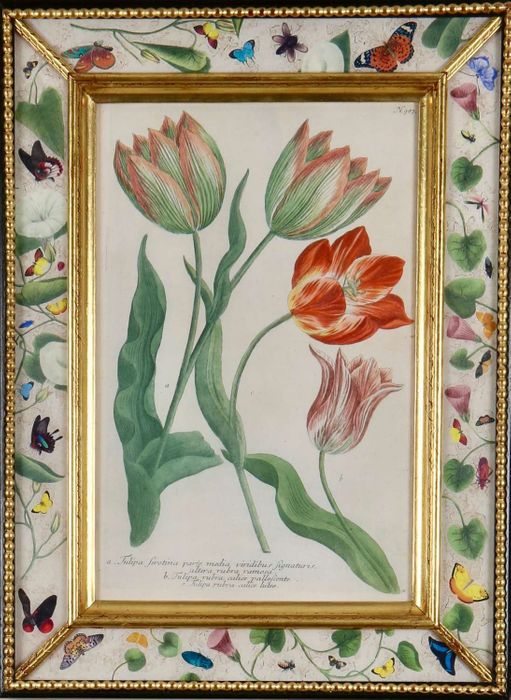 Johann Weinmann: c18th engravings of tulips in decalcomania frames