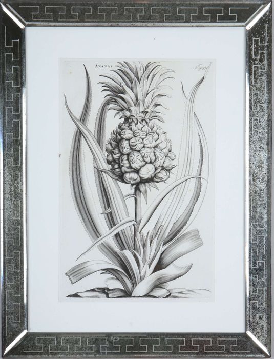 Jan & Caspar Commelin: 17th century botanical engravings.