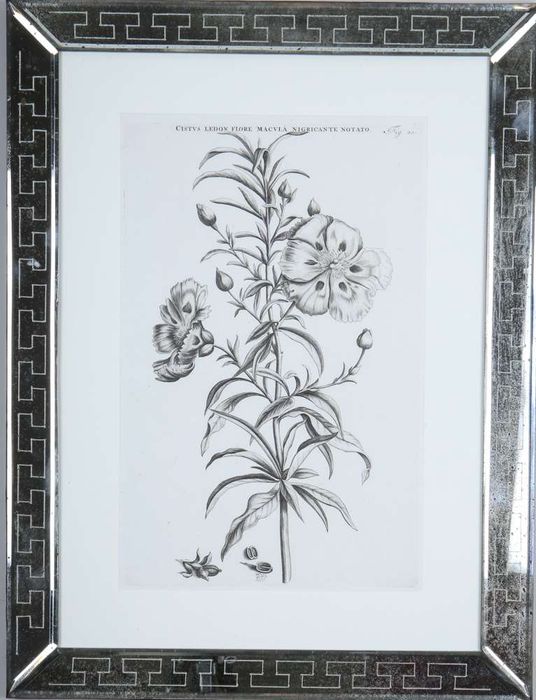 Jan & Caspar Commelin: 17th century botanical engravings.