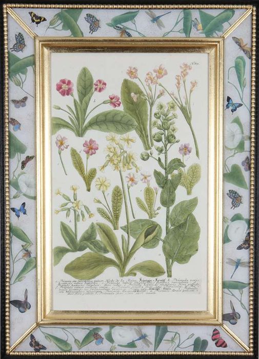 Johann Weinmann: c18th botanical engravings in decalcomania frames