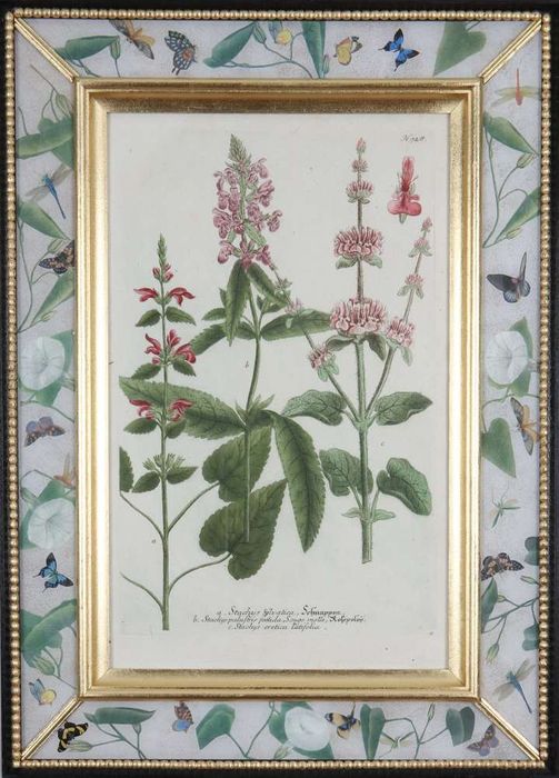 Johann Weinmann: c18th botanical engravings in decalcomania frames