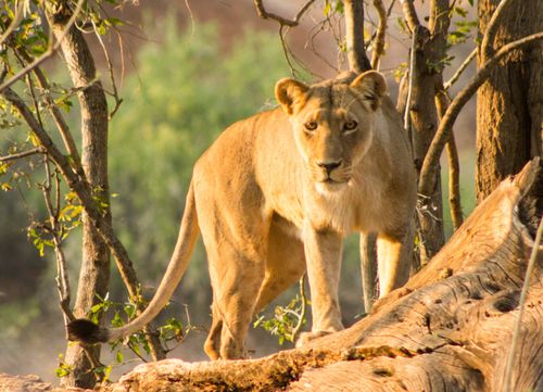 My Life Working With Big Cats