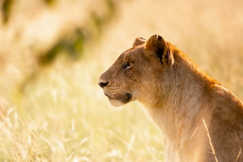 How to go on Safari