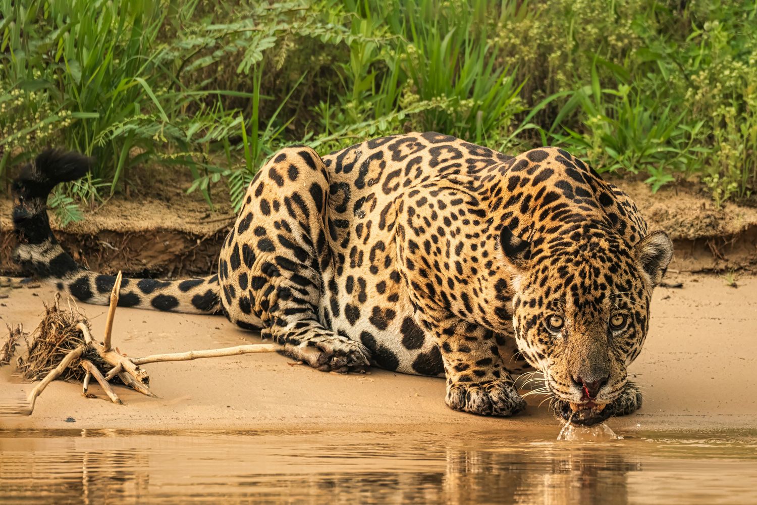 South America's Big Cats: The Pantanal to Patagonia