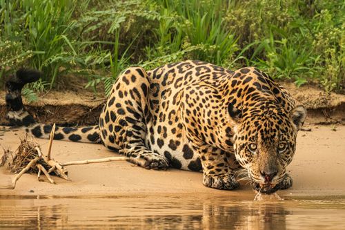 South America's Big Cats: The Pantanal to Patagonia