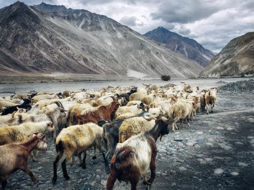 The Forgotten Himalayan Silk Road