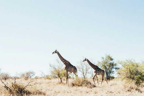 Spotlight on South Africa