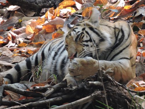 India and Tigers