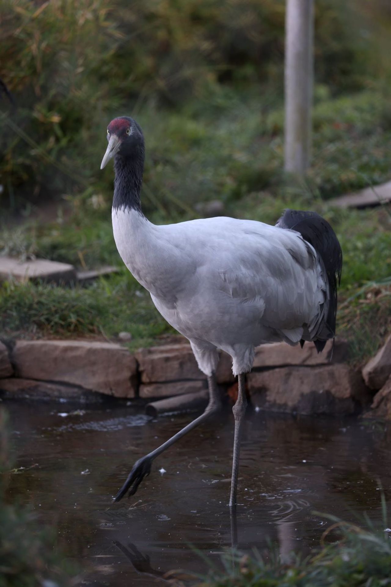 Black-Necked Crane Festival 14 Days during November 2025