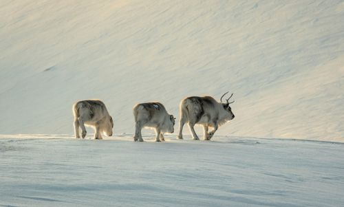 Arctic Adventure at the Top of the World