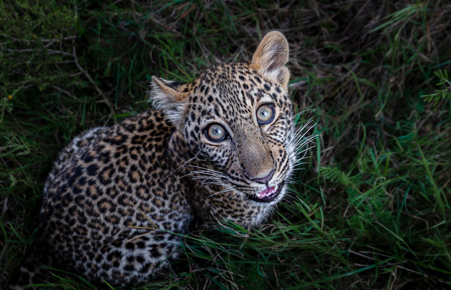 Wildlife Photography: Fauna - Through the Lens