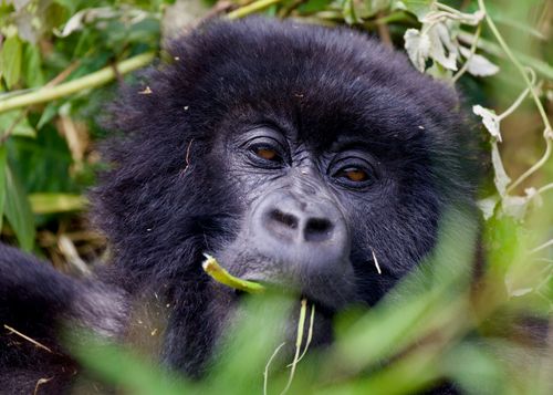 How to Combine Gorillas with Safari & the Great Migration