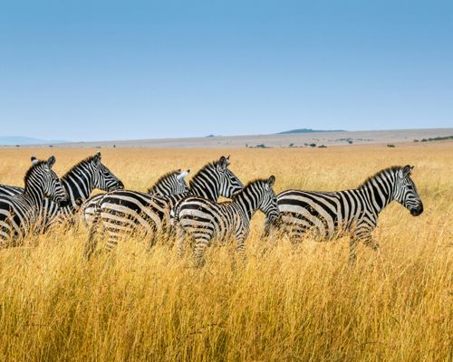 Safari with the Maasai in community wildlife conservancies, Kenya