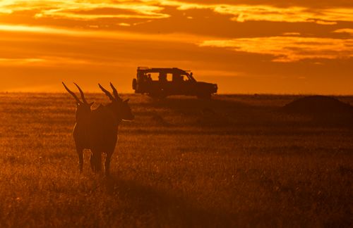 Wildlife Exposed