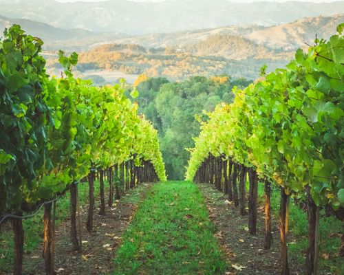 Wine and travel beyond the classics: regions you won't want to miss