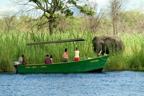 Malawi Wildlife