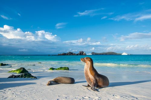 A Thrilling Journey Through Nature's Untouched Beauty in the Galapagos