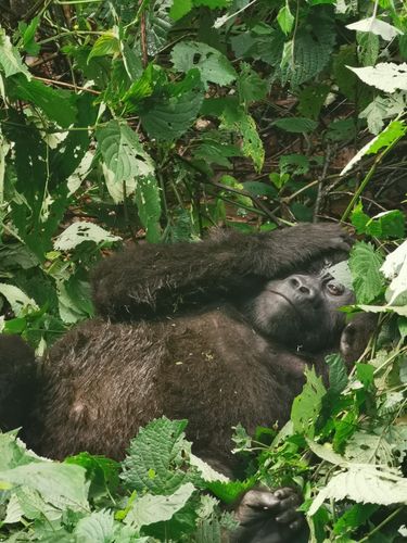 Mountain gorillas trekking experience in Uganda