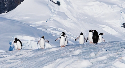 Expedition Antarctica 2025