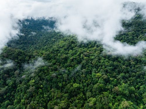 The Last Eden - Guyana