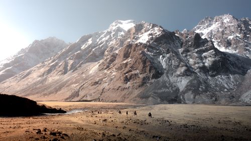 Wild Snow Leopards -  Kyrgyzstan