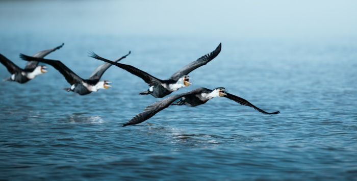 MALAWI BIRDING EXPERIENCE BROCHURE