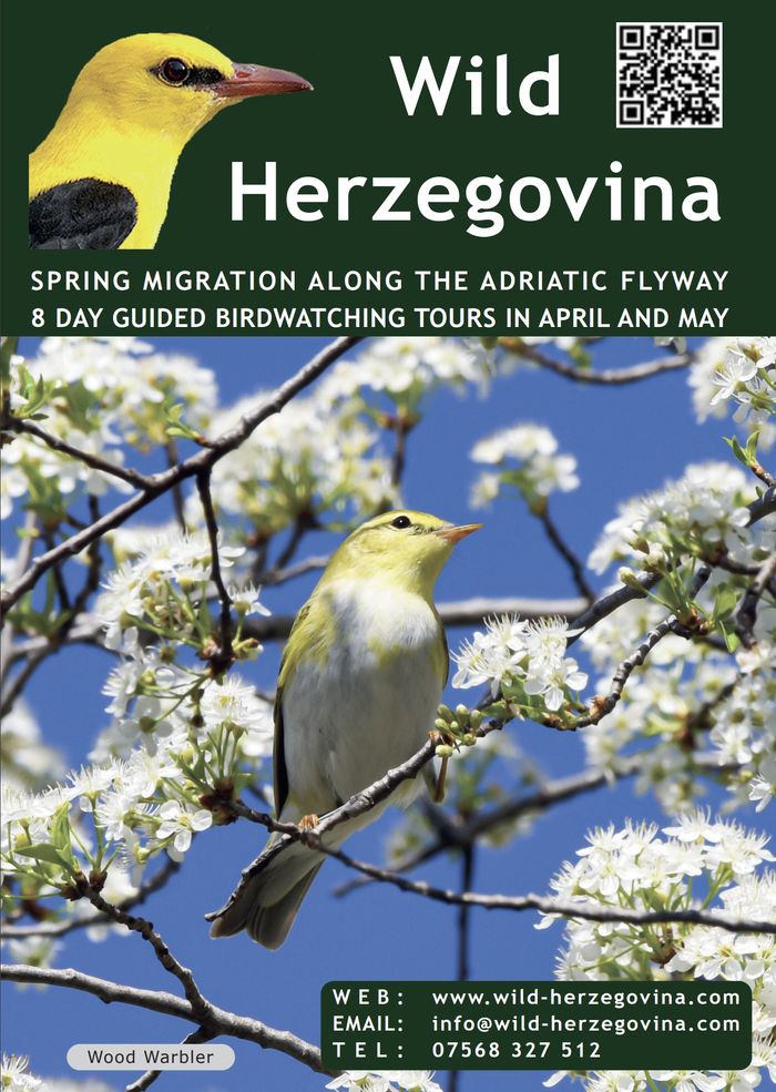 Wild Herzegovina Guided Birdwatching Tours
