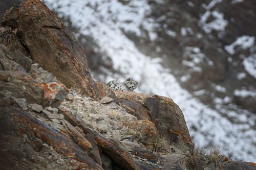 Wild Expeditions