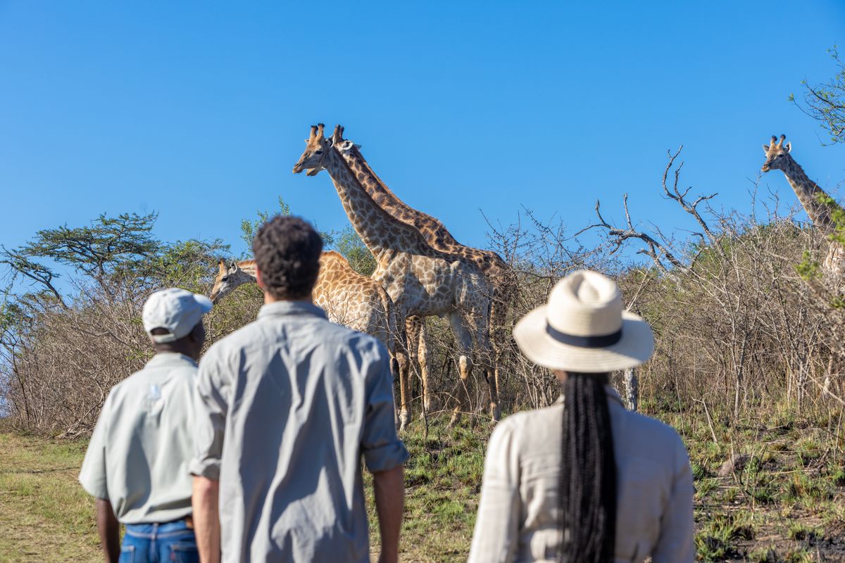 Top 5 Experiences in South Africa
