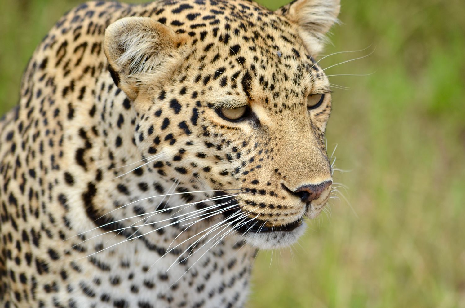 Tracks Safaris