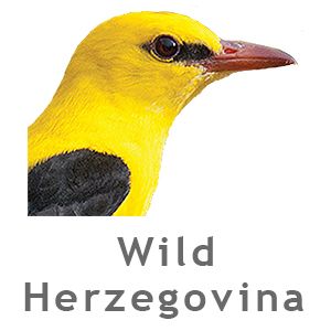 Wild Herzegovina