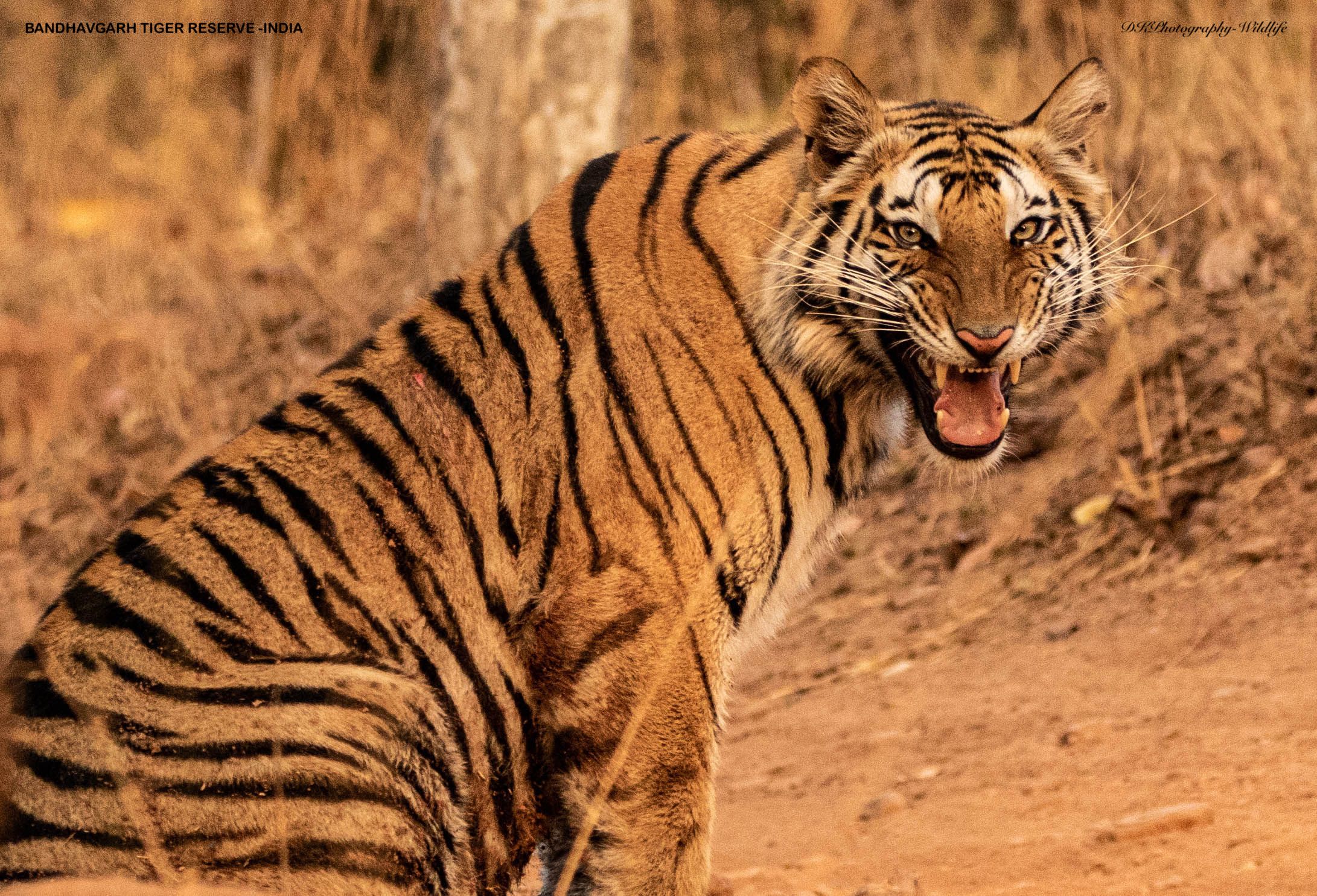 INDIAN WILDLIFE
