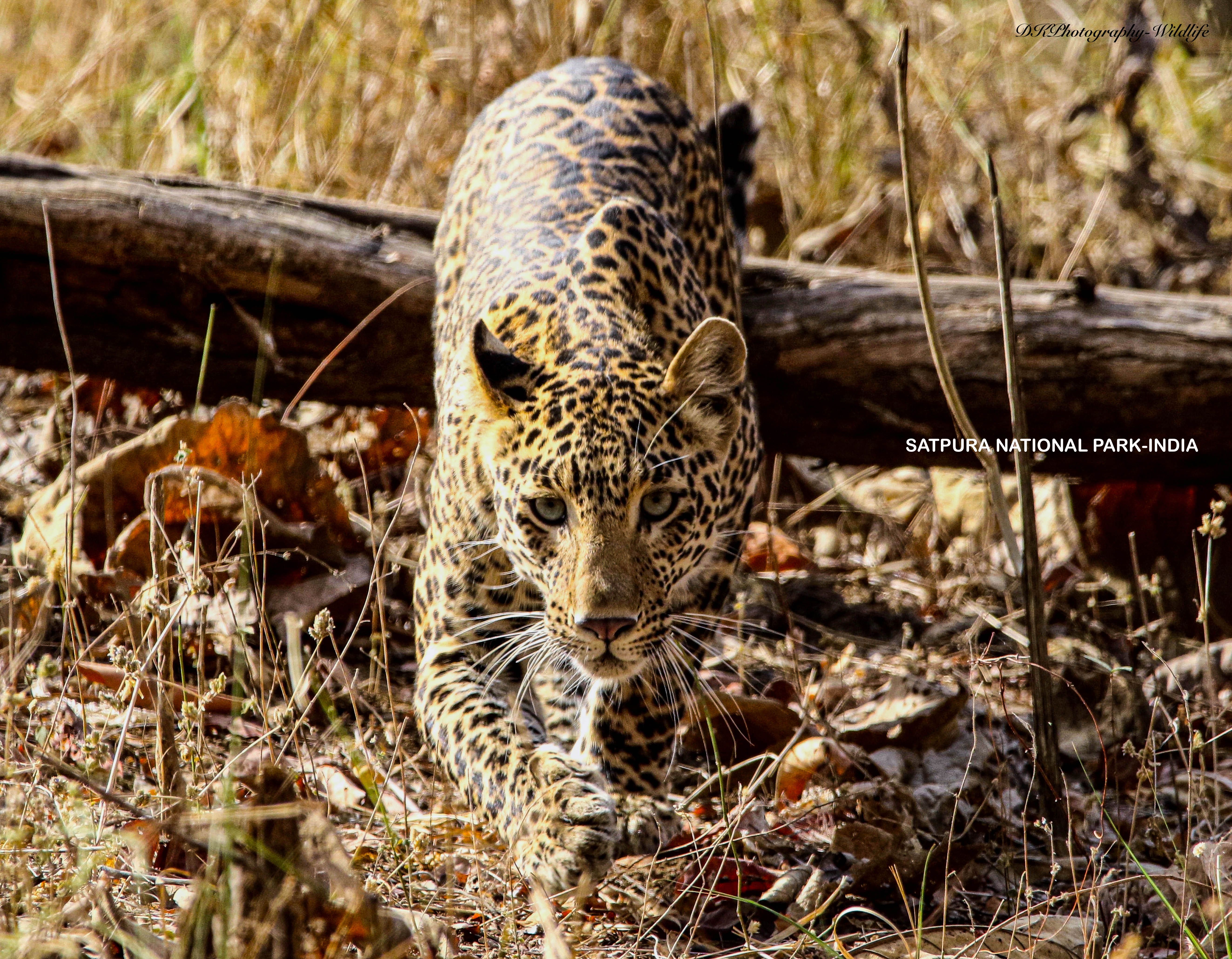 INDIAN WILDLIFE