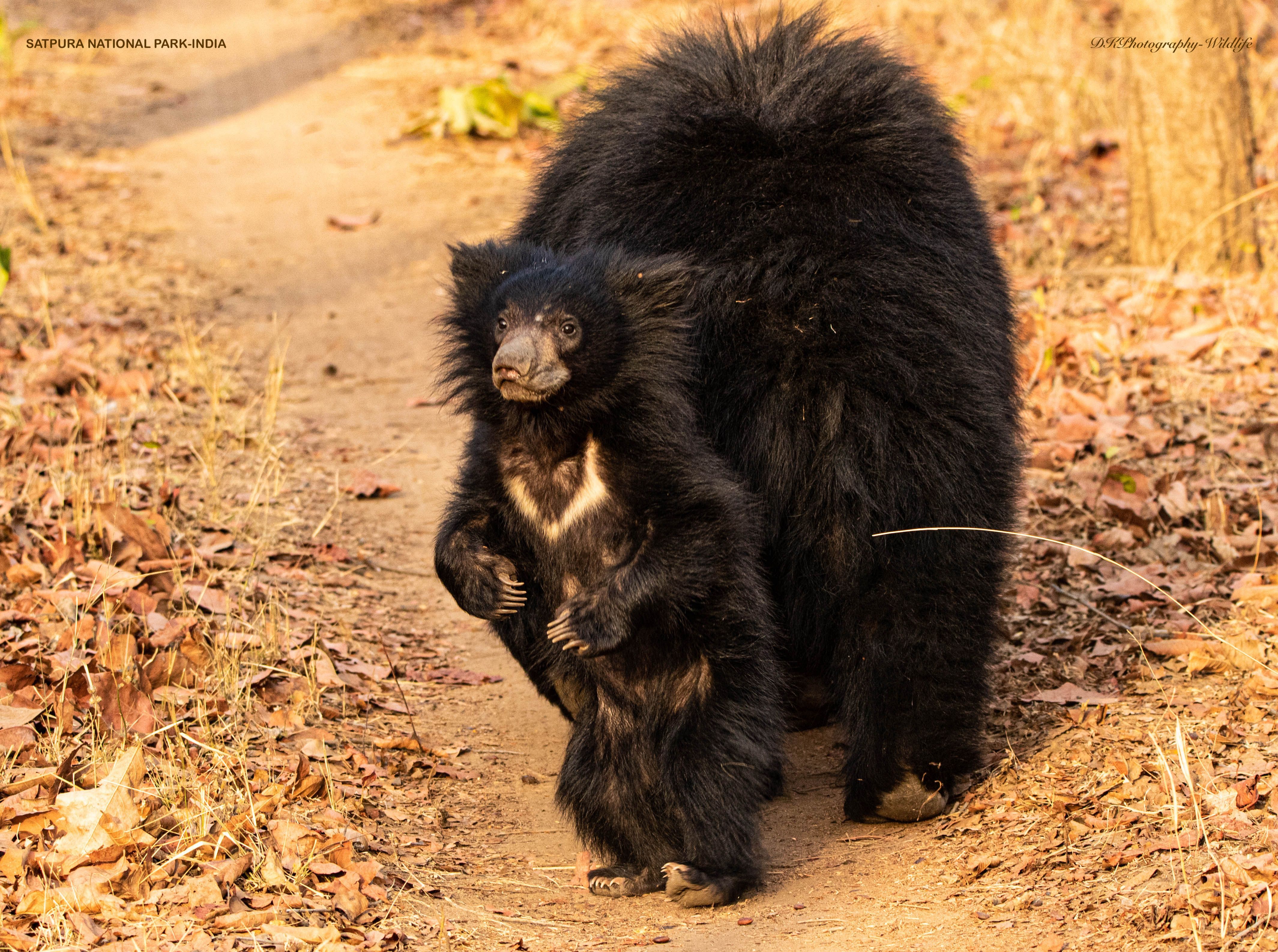 INDIAN WILDLIFE