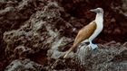 Galapagos Blue Footed Booby
