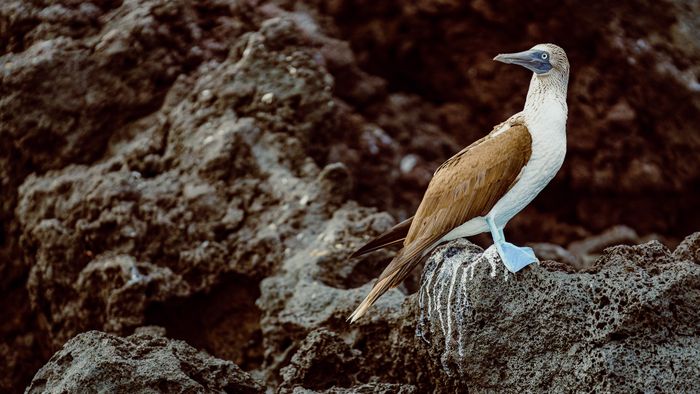 Galapagos Blue Footed Booby