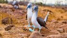 Galapagos Blue Footed Booby