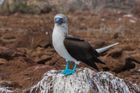 Galapagos Blue Footed Booby