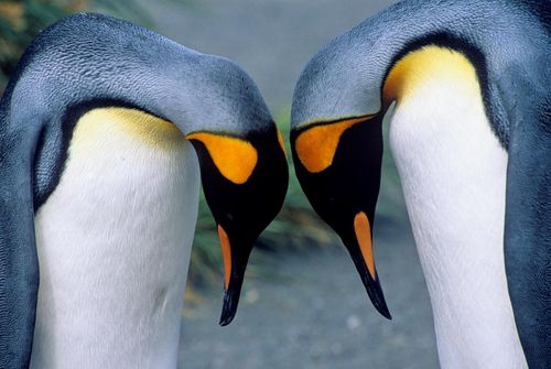 Explore Antarctic