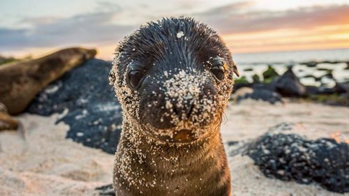 Explore Galapagos