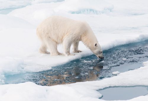 Explore the Arctic