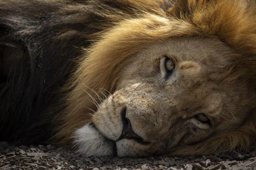 Explore Safaris
