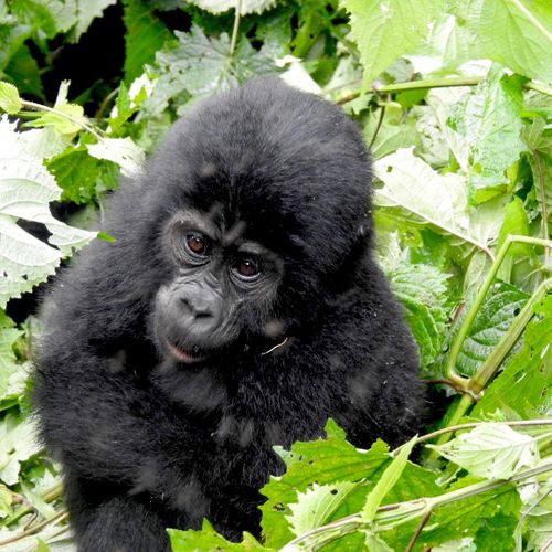 Uganda