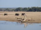 Zambia
