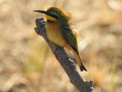 Zambia