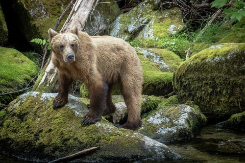 Alaska. Get closer to extraordinary.