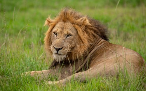 The more exclusive African  wildlife safari experiences