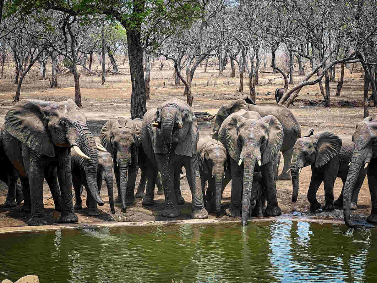 Safari & Swimming in Malawi